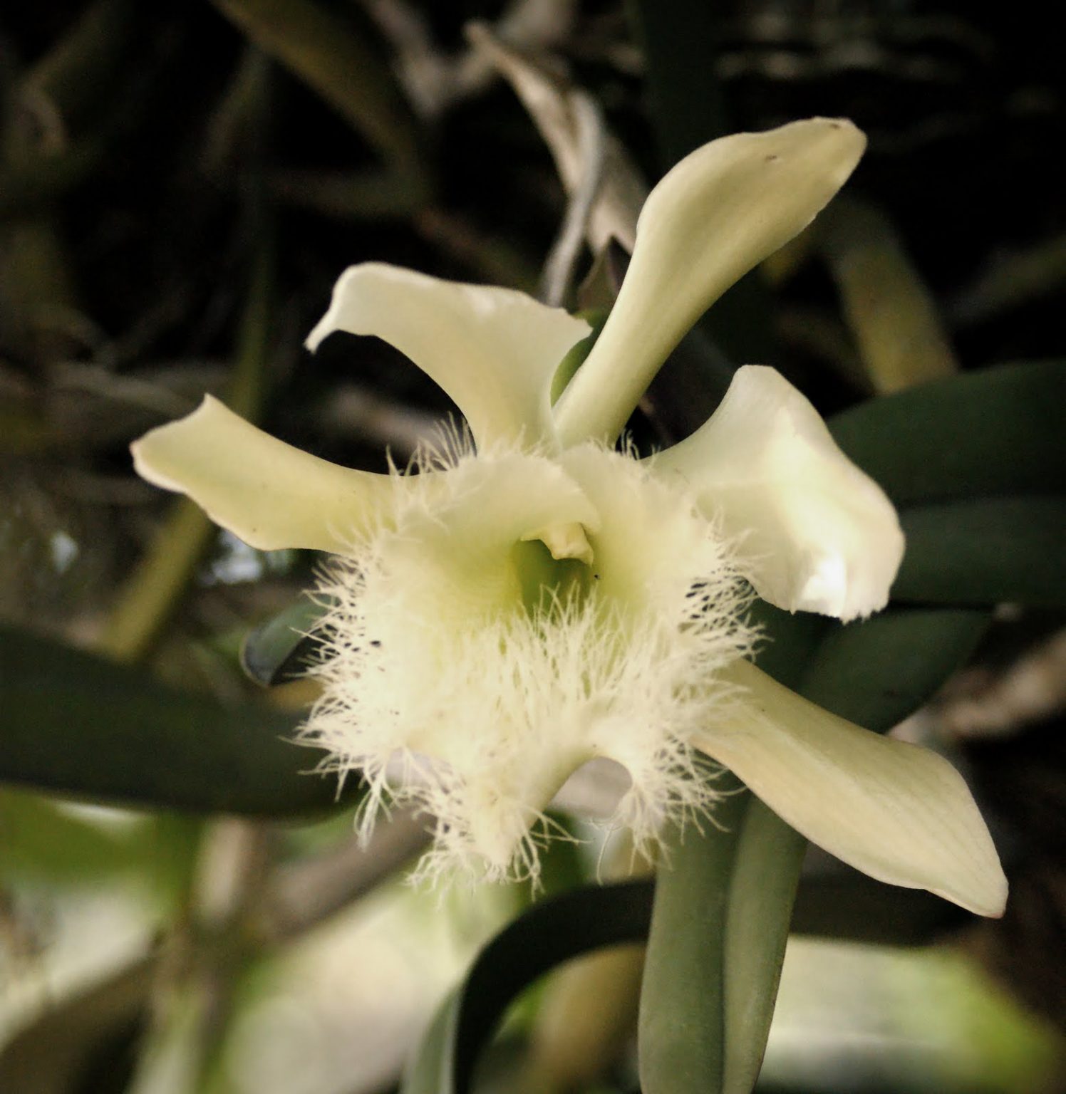 Flor Nacional de Honduras Orquídea Rhyncholaelia Digbyana