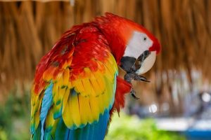 La Guara O Guacamaya Roja Ave Nacional De Honduras