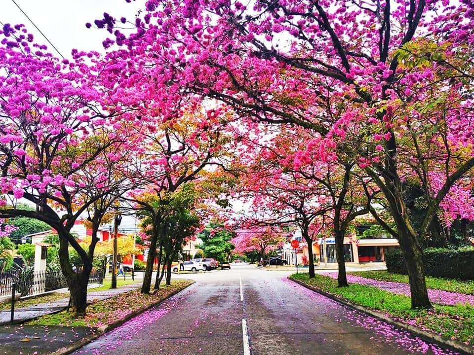 Macuelizo, árbol que embellece las calles de Honduras