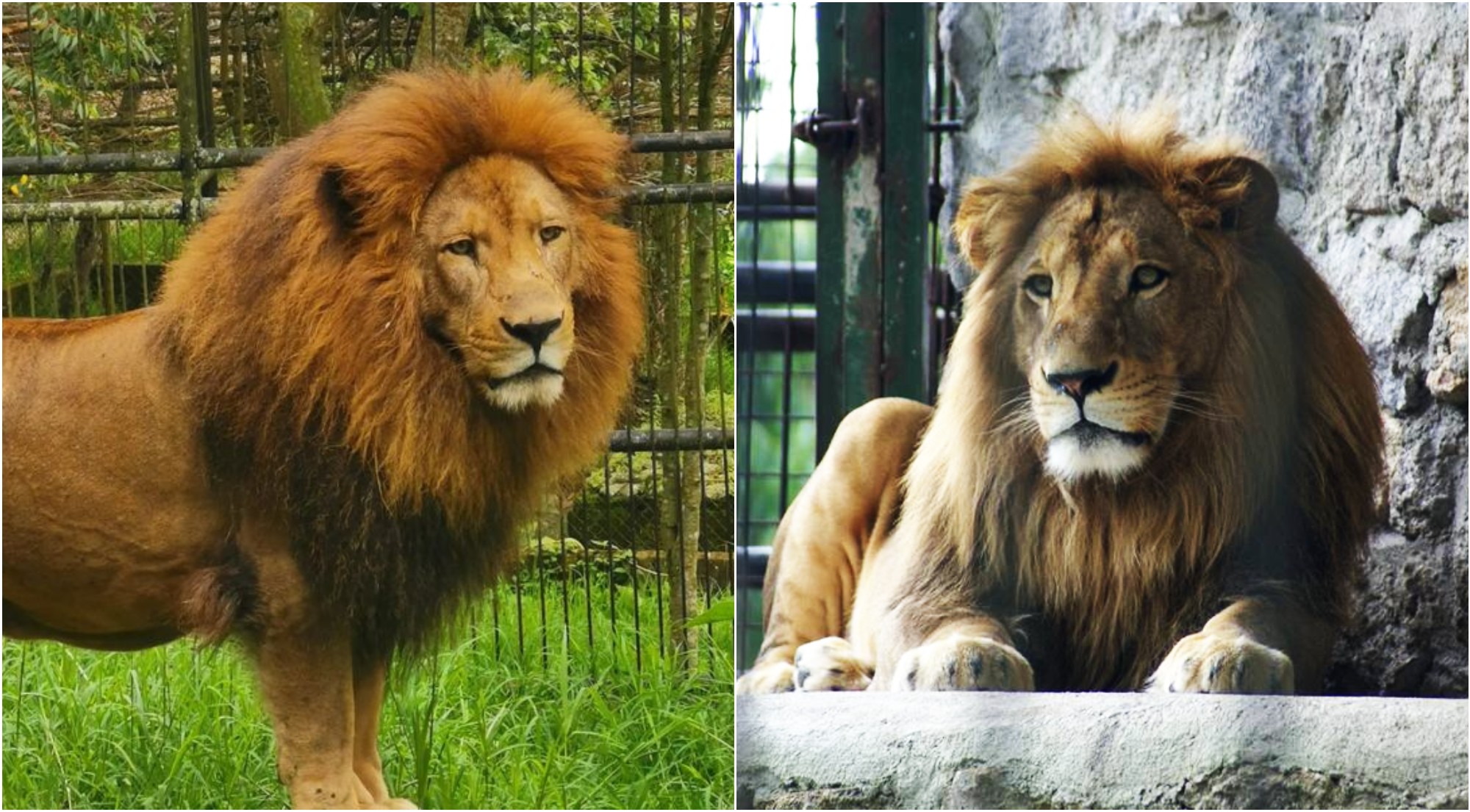 Zoológico Rosy Walther convoca a hondureños a concurso de fotografía «Simba»