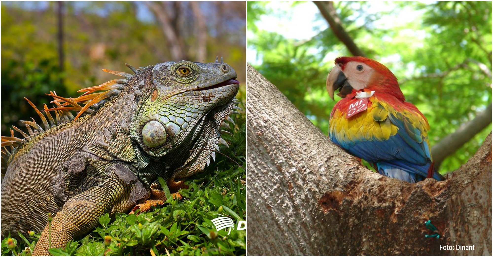 Liberan mil iguanas verdes y 6 guaras rojas en la Isla de Zacate Grande