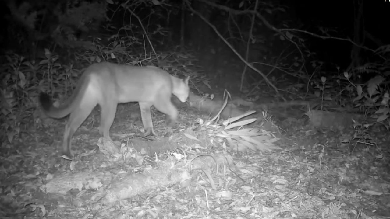 Captan a un puma merodeando en el Parque Nacional La Tigra