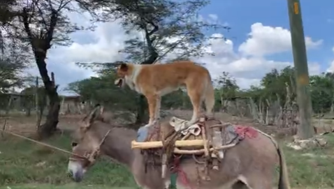 Captan en vídeo a un perrito viajando en un burro en Honduras