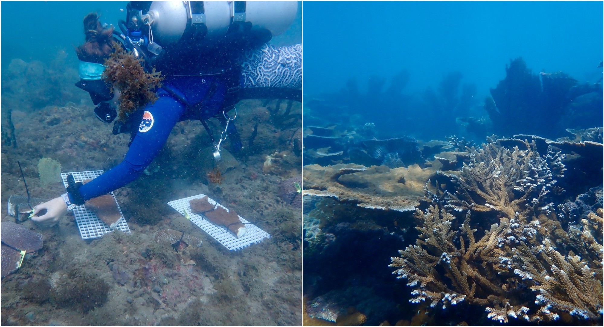 Coral hondureño podría salvar arrecifes de Florida, destaca FOX News