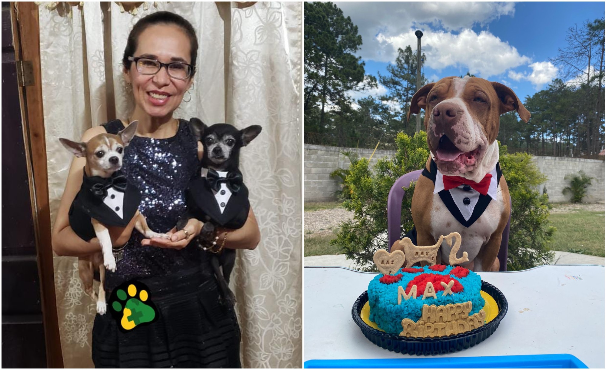 Hondureña triunfa con pastelería nutritiva para mascotas