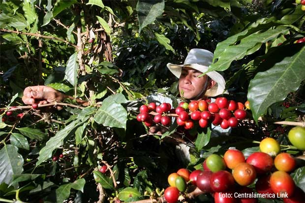 Pequeños y medianos productores de café hondureños reciben el bono cafetalero