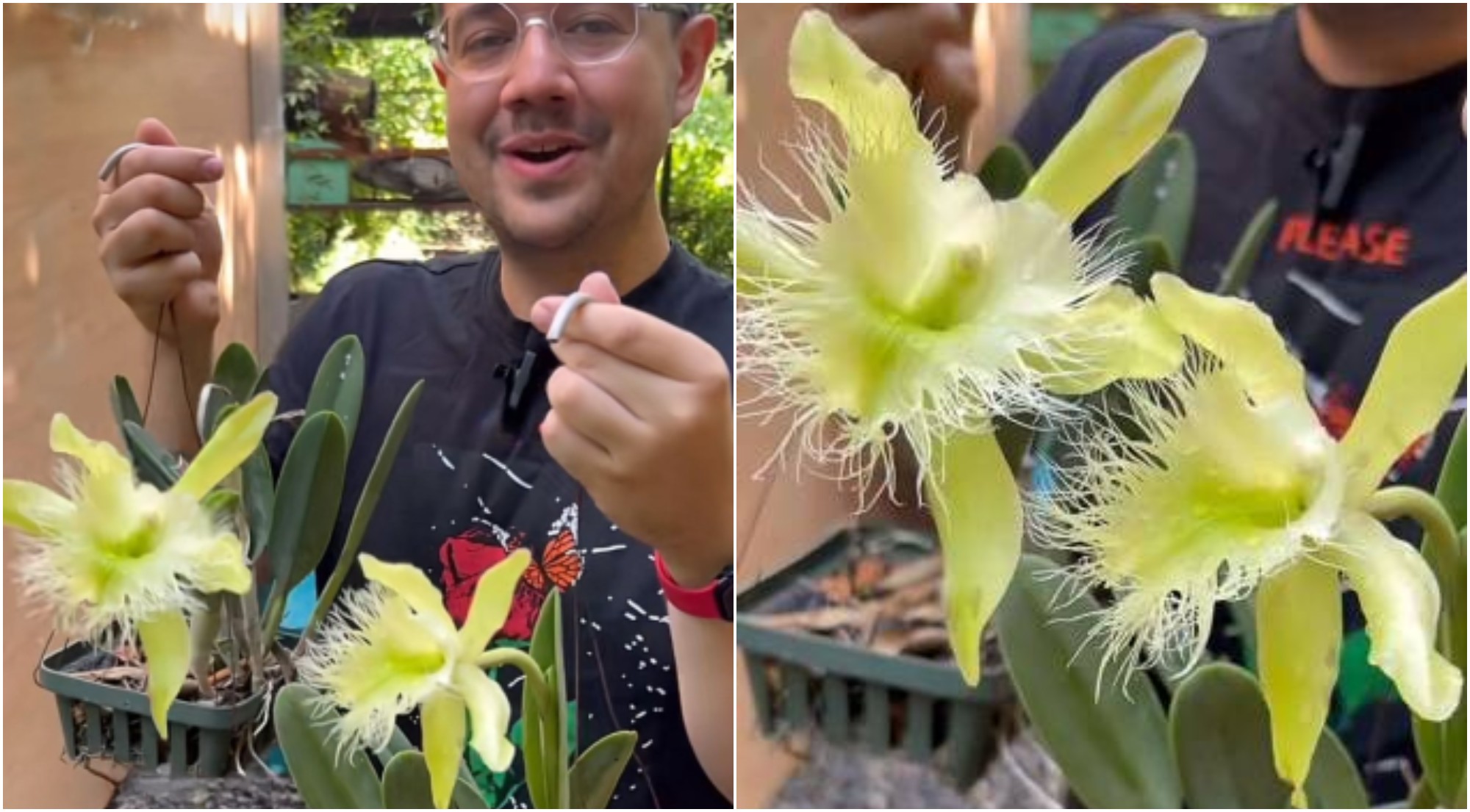 Hondureño invita a conocer las orquídeas que florecieron en su tienda en el mes patrio