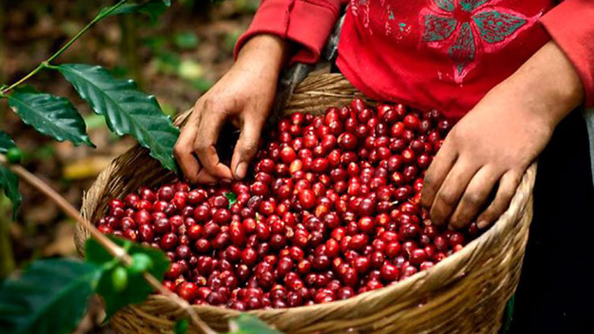 Se envió café hondureño a 64 países de la cosecha de 2023-2024