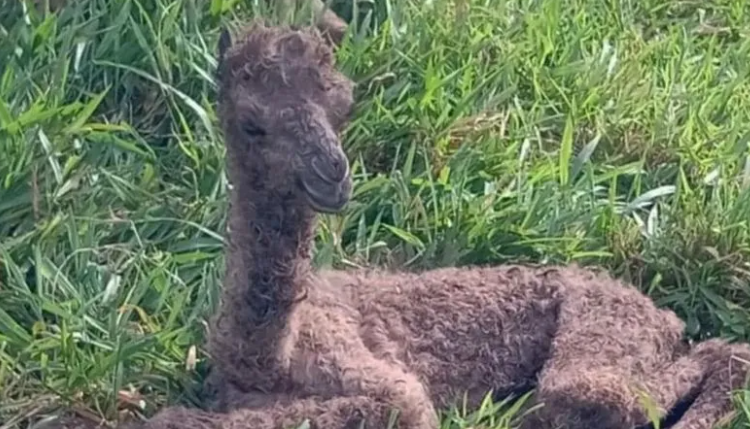 Nace un camello en el Zoológico de Joya Grande en Honduras