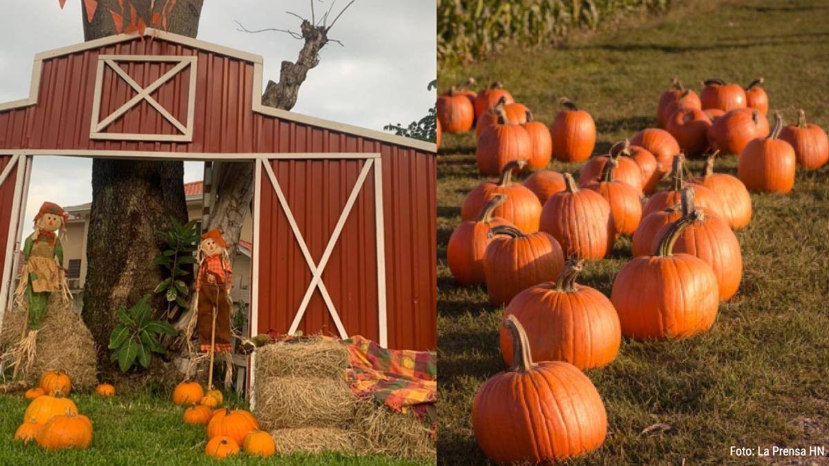 Disfruta del VII Festival de Otoño en San Pedro Sula