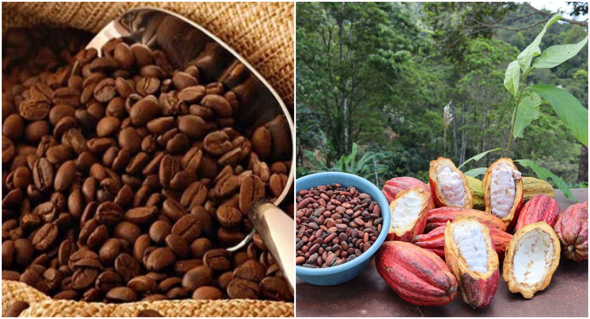 Café y cacao hondureño estarán presentes en el mercado italiano