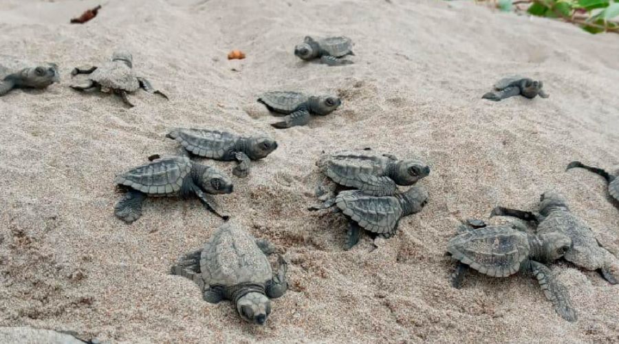 Liberación de tortugas golfinas en el Sur de Honduras