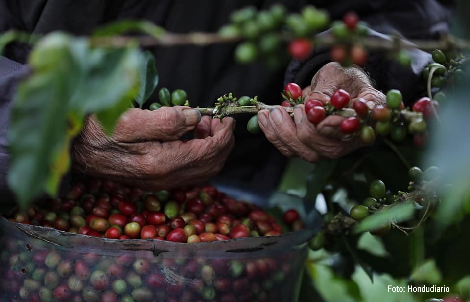 India y Autralia aumentan compra de café hondureño