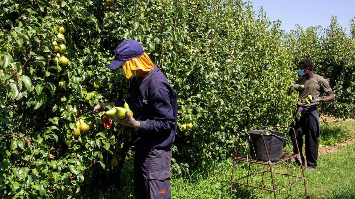 500 hondureños serán contratados en España en 2025