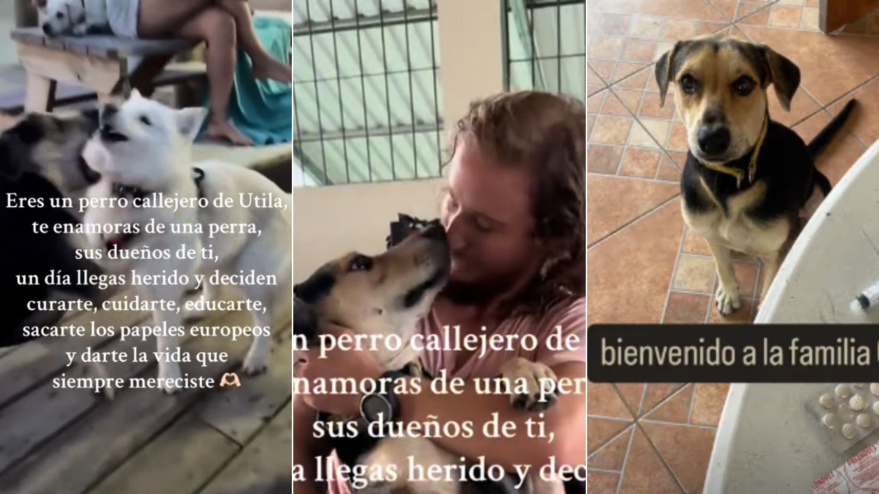 Europeos conmueven al adoptar perro callejero de Útila