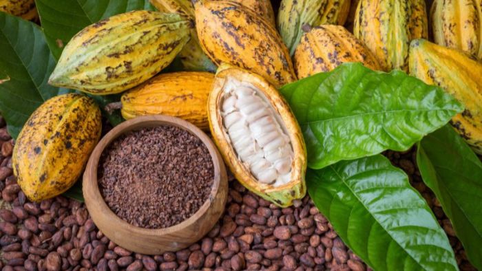 Evento centroamericano «Salón del Cacao» será en San Pedro Sula