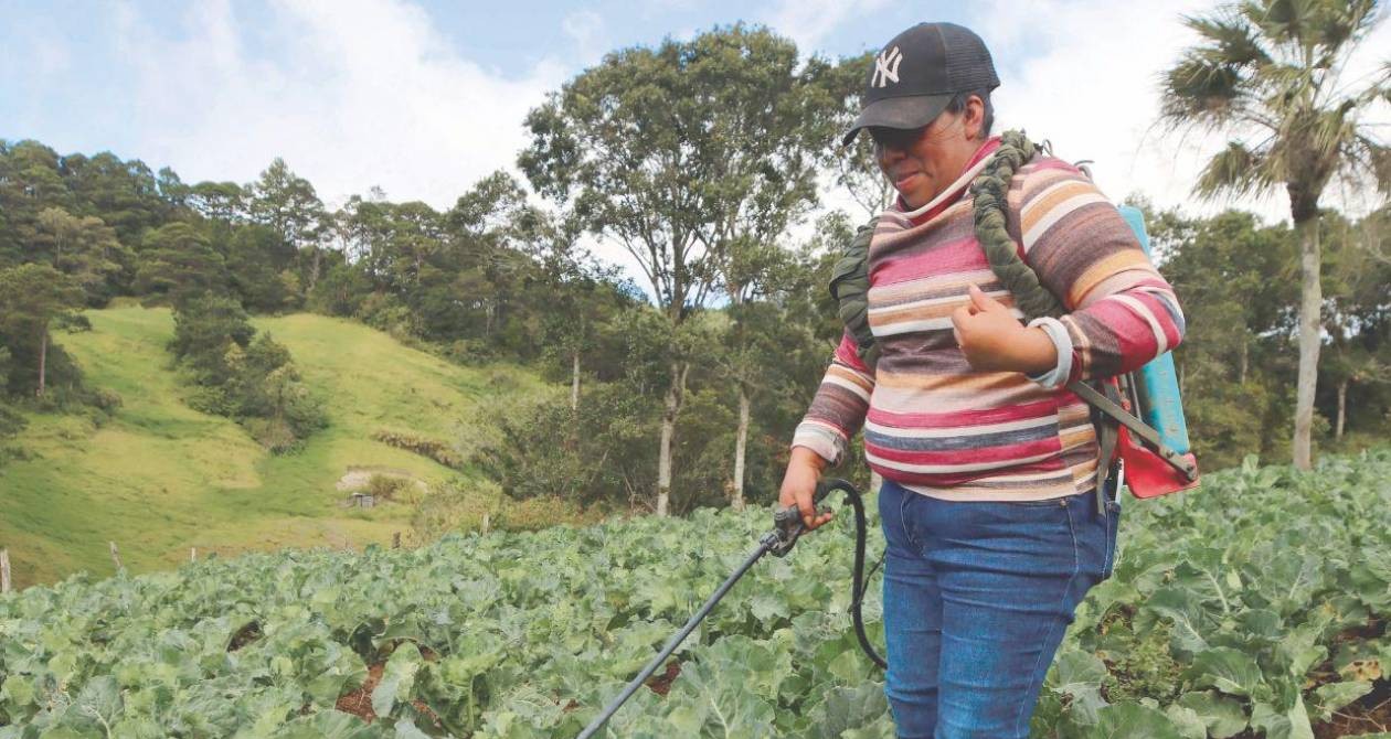 Hondureña enorgullece con su cultivo de hortalizas