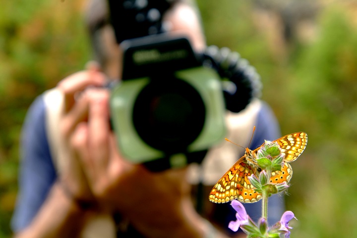 Hoy es el último día para disfrutar del VI Festival de Mariposas Valle Esmeralda