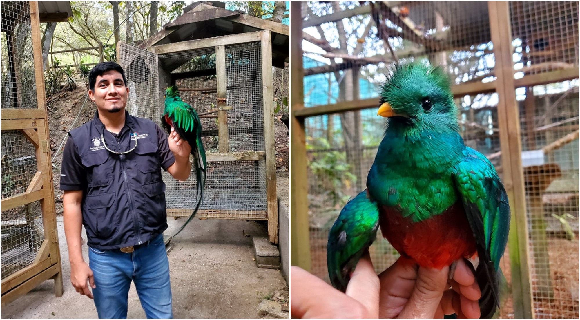 Logran rescatar a un quetzal herido en Intibucá y ponerlo a salvo