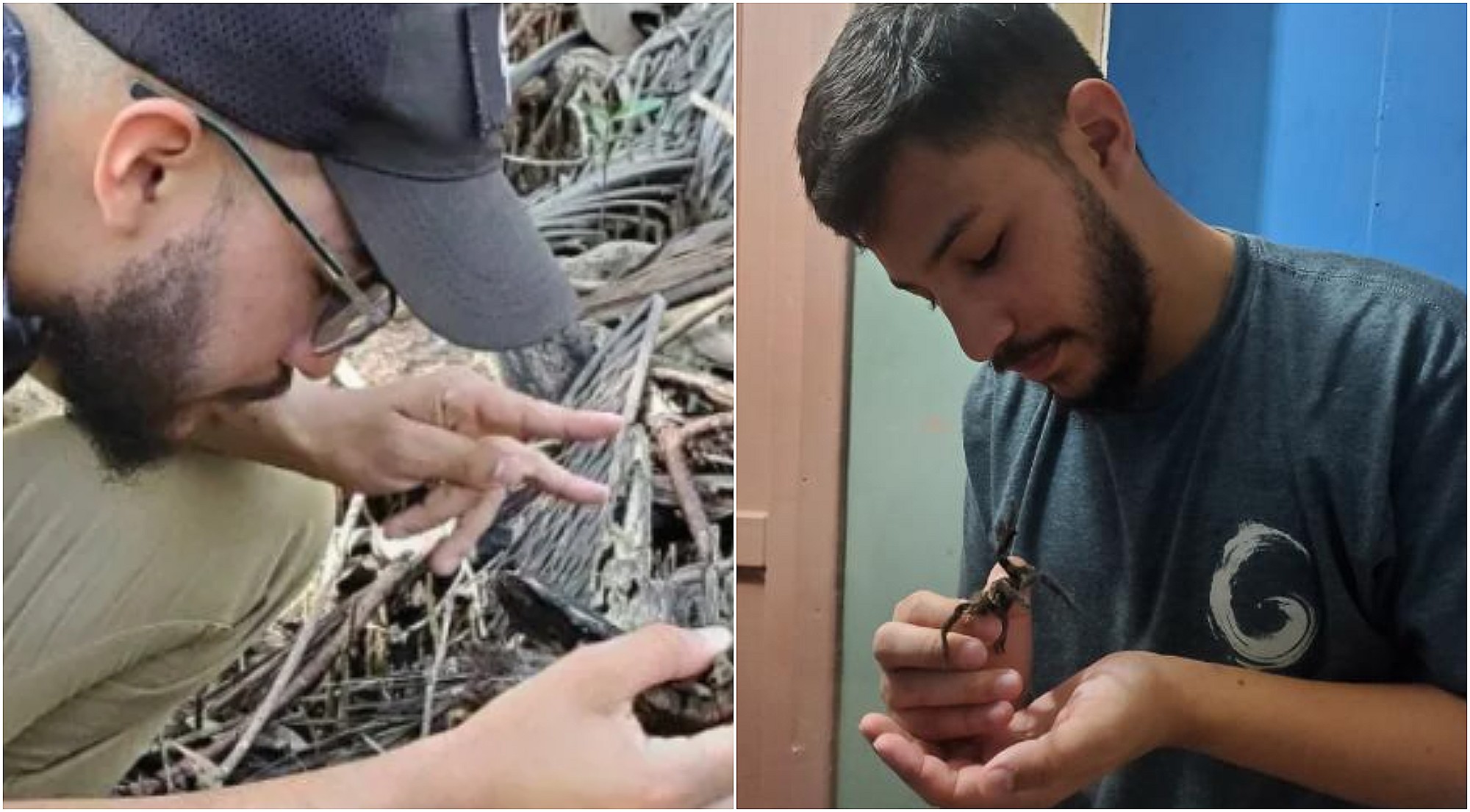 Hondureño explora el veneno de las arañas para crear antídotos