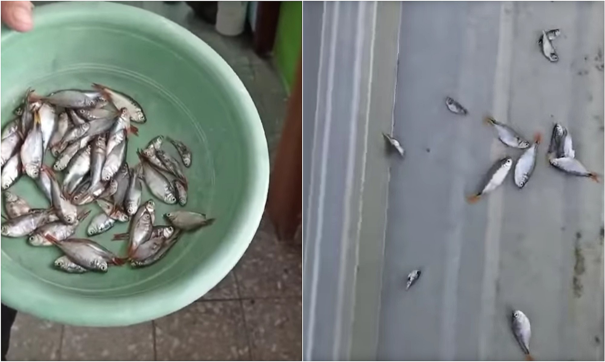 Reportan lluvia de peces en centro educativo de Choloma