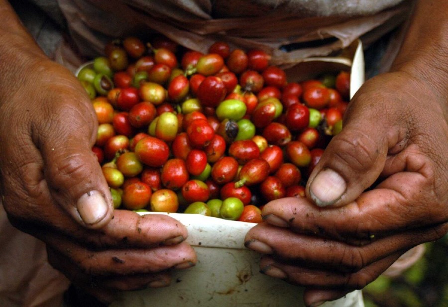 Primeros 46 contenedores de café hondureño listos para exportar a China